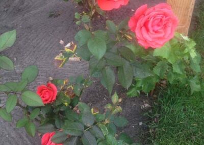 Hoogeveen – Rianne Warta