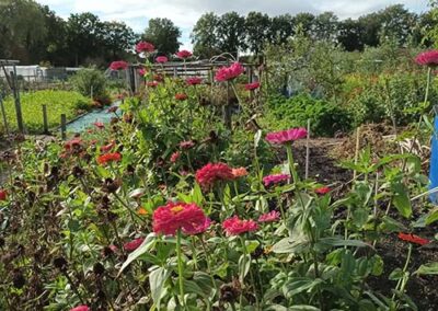 Hoogeveen – Volkstuinvereniging Ons Domein